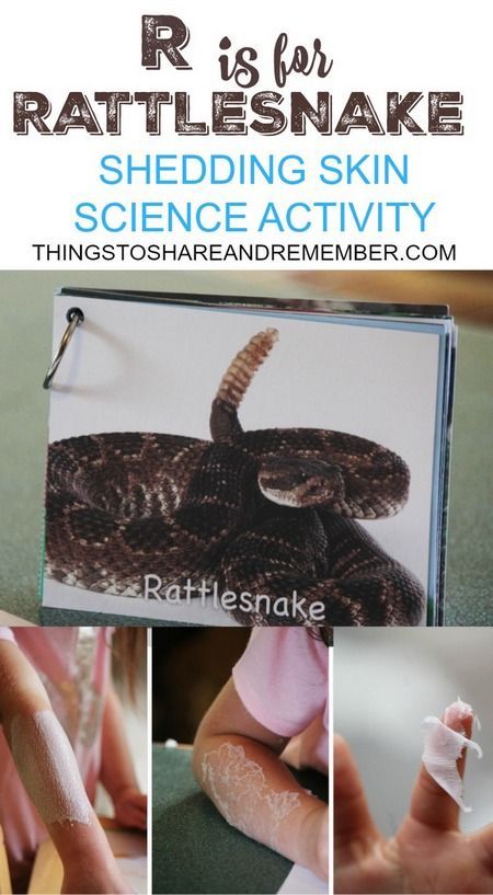 R is for Rattlesnake Shedding Skin Science Activity Desert Science Activities, Reptile Science Experiment, Cowboy Science Experiments, Zoo Science Preschool, Snake Science Experiments, Animal Science Experiments Preschool, Rainforest Science Experiments For Kids, Cowboy Stem Activities, Desert Science Experiments For Kids