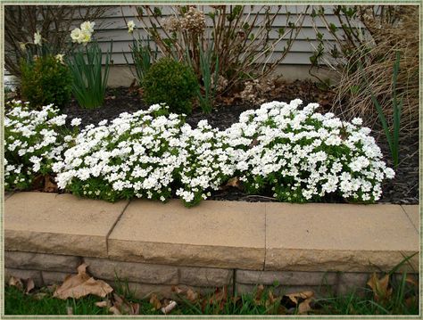 Candytuft: an evergreen perennial with a mass of white flowers  every Spring! Candy Tuft, Front Yard Flowers, Grasses Landscaping, White Gardens, House Landscape, Flower Bed, Flowers Perennials, Spring Garden, Outdoor Plants