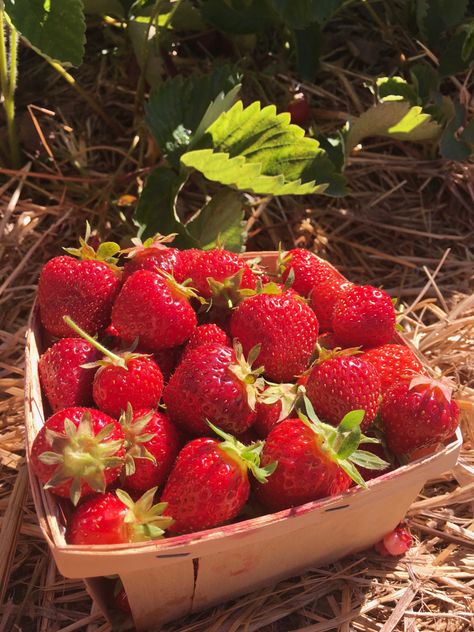 Strawberries On Vine, Strawberry Orchard, Orchard Aesthetic, Vine Aesthetic, Sunshine Aesthetic, Aesthetic Magic, Eco Food, Strawberry Aesthetic, Strawberry Field