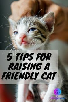 Cat Necessities, Raising Kittens, Cat Life Hacks, Cat Language, Scared Cat, Cat Hacks, Cat Post, Lovely Animals, Cat Training