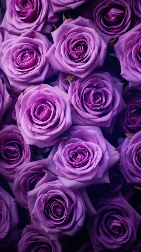 Cute purple roses background backgrounds flower petal. | premium image by rawpixel.com Purple Roses Background, Lavender Iphone Wallpaper, Iphone Wallpaper Lavender, Roses Iphone Wallpaper, Wallpapers December, Wallpaper Lavender, Lavender Iphone, Cute Roses, Purple Roses Wallpaper