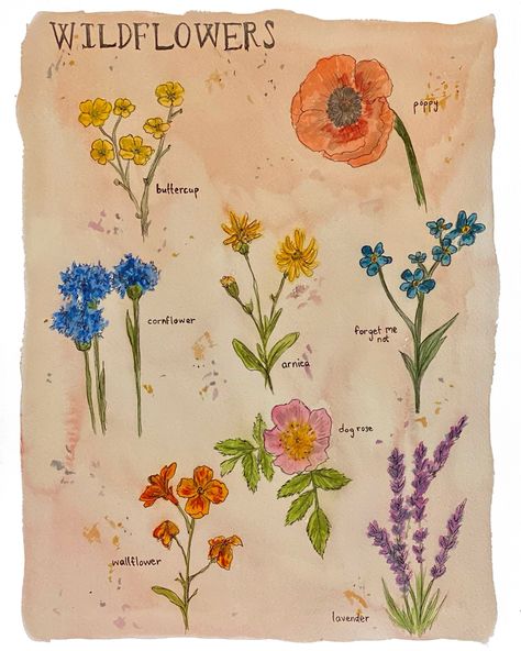 Boho Wildflower Chart Art Print, Wildflower Watercolor Art Print is a print of a my hand drawn, bohemian watercolor painting featuring a variety of wildflowers including their names. (includes: buttercup, cornflower, wallflower, arnica, dog rose, lavender, poppy, forget me not) It is printed on a cold press, watercolor textured paper. Acid free, archival, and very sturdy with a matte finish. They are quickly shipped in both a plastic protective sleeve and a rigid mailer to ensure its safety duri Wildflower Chart, Bohemian Watercolor, Wildflower Watercolor, Wildflower Photo, Boho Wildflower, Dog Rose, Wildflower Paintings, Watercolor Wildflowers, Rose Lavender