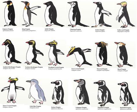 All 17 species of penguin! More Different Types Of Penguins, Wildlife Biology, Types Of Penguins, Macaroni Penguin, Penguin Day, Prek Ideas, Penguin Tattoo, Penguin Theme, Penguin Pictures