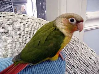 Pineapple Conure Birds, Pineapple Conure, Conure Cage, Sun Conures, Dancing Birds, Conure Bird, Green Cheek Conure, Conure Parrots, Bird Mom