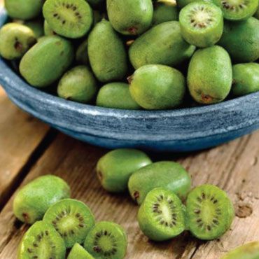 Issai Kiwi Plant Hardy Kiwi, Dianthus Barbatus, Kiwi Berries, Kiwi Seeds, Buy Plants Online, Urban Farmer, Fruit Seeds, Citrus Trees, Kiwi Fruit