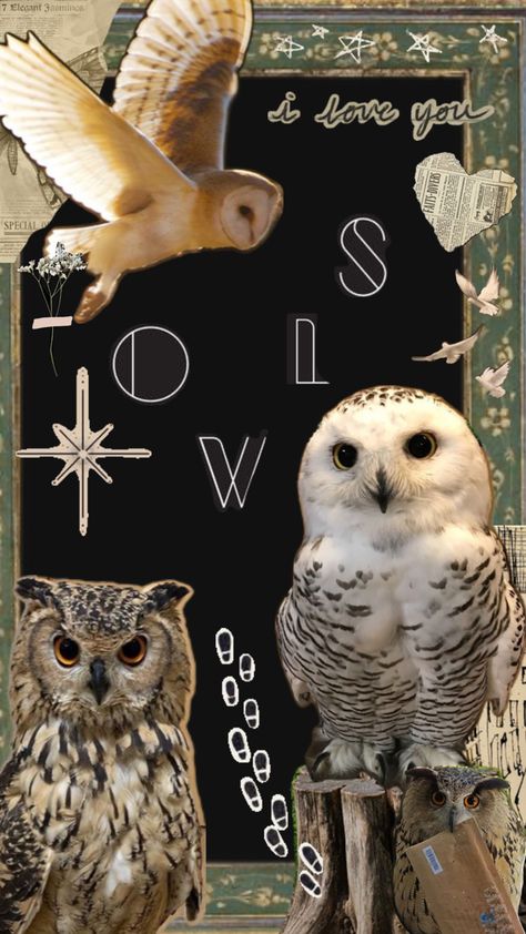 Cute owls happy face. Pet Owl, Owl Collage, Pinterest Collage, Like Animals, Owl Art, Owls, Mood Board, Diet, Collage