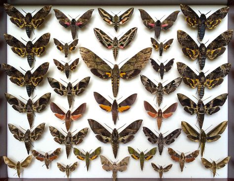 butterflys / sphinx moth Butterfly Museum, Sphinx Moth, Insect Specimen, Framed Butterflies, Insect Collection, Butterfly Frame, Arachnids, Displaying Collections, Taxidermy