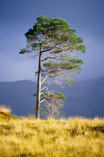 Scots Pine, Simple Landscape, Rowan Tree, Landscape Concept, Unique Trees, San Lucas, Perennial Plants, Watercolor Landscape, Fruit Trees