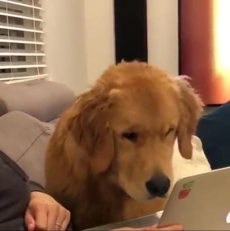 Golden Retriever Reaction Pic, Golden Retriever Meme, Animal Reaction, Dog Meme, A Golden Retriever, Reaction Memes, Reaction Pics, Puppies Funny, Golden Retrievers