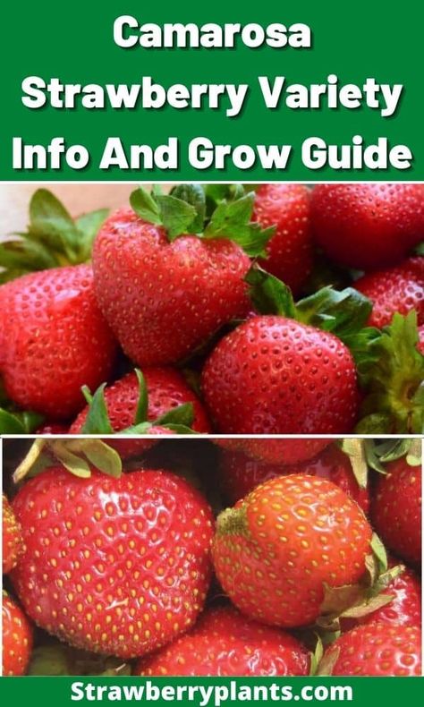 How To Grow Large Strawberries, Different Kinds Of Strawberries, Strawberry Plants Growing, Plant Strawberry From Fruit, Strawberry Varieties, Growing Strawberries, Strawberry Plants, Buy Plants, Delicious Fruit