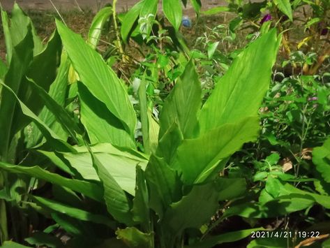 Aesthetic Celery, Plants