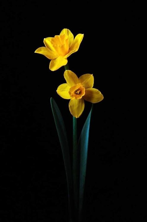 Narcissus Flower Wallpaper, Narssicus Flower, Daffodil Background, Daffodil Wallpaper, Jonquil Flower, Daffodil Photography, Flowers Black Background, Instagram Design Layout, Botanical Sketchbook