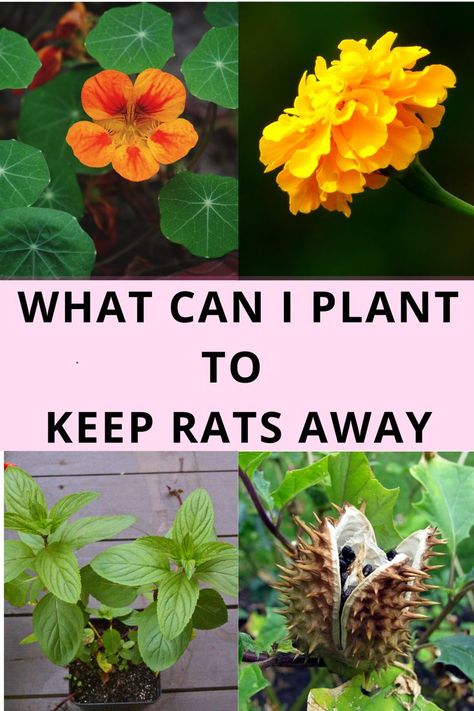 Rat Repellent Plants, Rodent Repellent Plants, Rat Repellent, Rodent Repellent, Mice Repellent, Repellent Plants, Drought Resistant Plants, Types Of Succulents, Drought Resistant