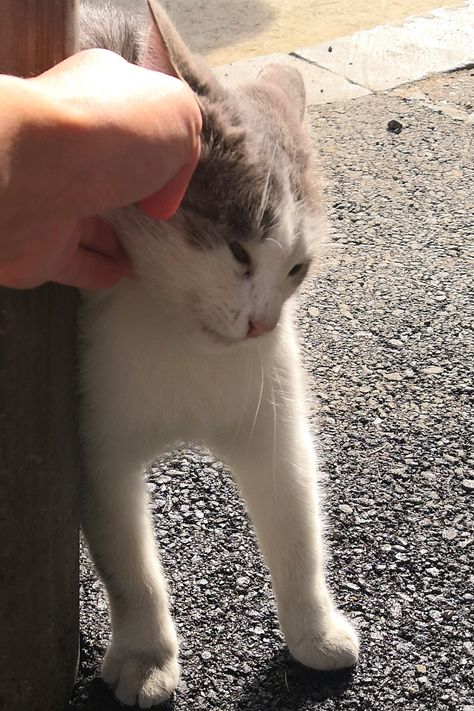 Playing With Cat, Cat And Girl, Street Cat, Street Cats, Cat On Street, Beautiful Cat Images, Beautiful Cat Breeds, Beautiful Cats Pictures, Cute Cats Photos