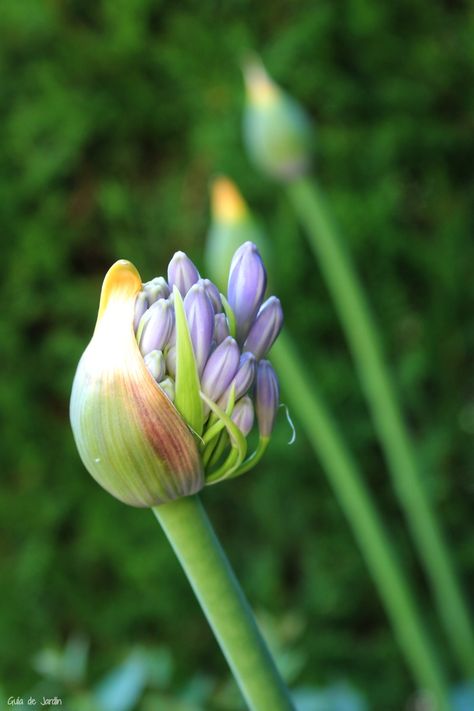 Cómo cultivar agapantos - Guía de Jardín Agapanthus Africanus, African Lily, Inside Plants, Outdoor Gardens, Outdoor Living, Lily, Plants, Flowers