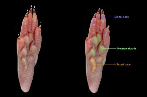 Rat Anatomy, Mouse Reference, Feet Anatomy, Sketch Anatomy, Foot Anatomy, Small Mammals, Toys Design, Field Mouse, Art Toys Design