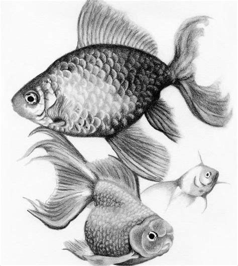 Fish Pencil Drawing, Fish Sketch, Goldfish Art, Fish Drawing, Koi Art, Water Drawing, Fish Illustration, Fish Drawings, Animal Sketches