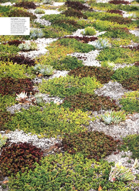 Sedum on green roof Roof Texture, Sedum Garden, Green Roof Benefits, Garden Design Pictures, Sedum Roof, Roofing Design, Green Roof System, City Nature, Modern Roofing