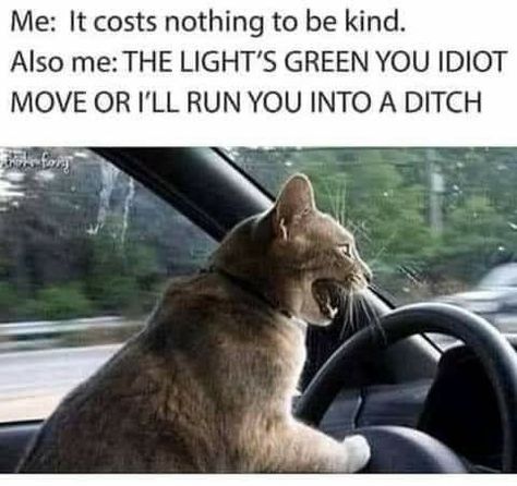 Road Rage Humor, Character Emotions, Procrastination Humor, Demotivational Posters, Road Rage, Funny Cat Memes, Funny Animal Memes, Animal Memes, Funny Cute