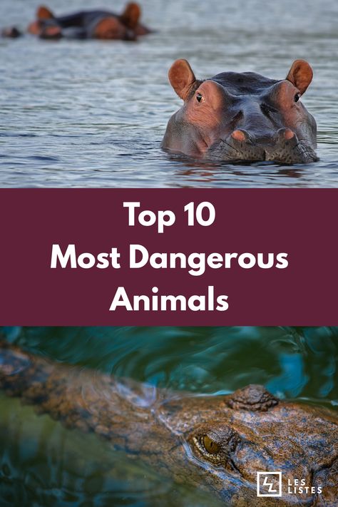 Top 10 Animals, Most Dangerous Animals, Animals That Migrate, To See The World Things Dangerous, Interesting Facts About Animals, What Extinct Animals Sounded Like, The Most Dangerous Animal In The World, Deadly Animals, Strongest Animal