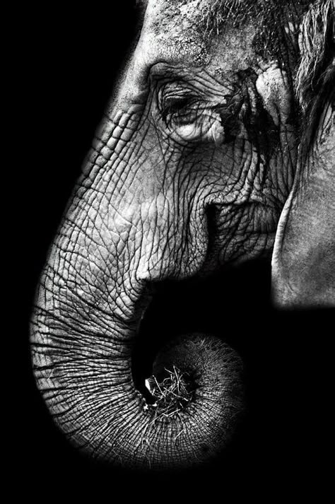 Regard Animal, Elephant Photography, Elephants Never Forget, Scratchboard Art, Elephants Photos, Albino Animals, Elephant Love, Elephant Art, An Elephant