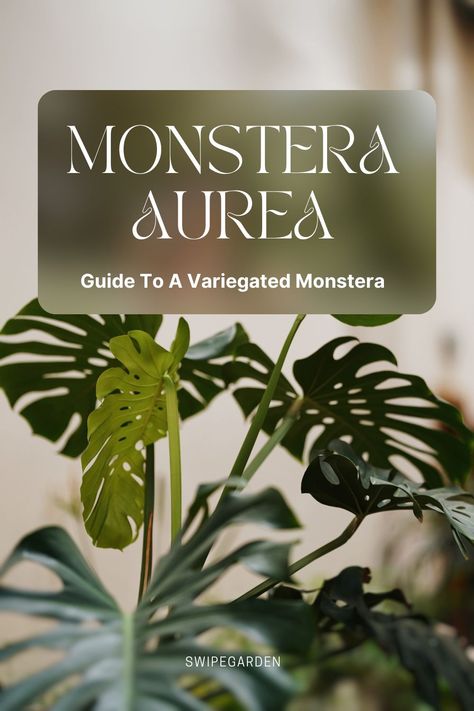 Dive into the World of Monstera Aurea: Discover the enchanting beauty of the variegated Monstera Aurea in this comprehensive guide. Uncover care tips, propagation techniques, and everything you need to know to cultivate this stunning plant. Propergate Monstera, Monstera Obliqua Care, Monstera Aurea, Monstera Albo Variegata, Monstera Variegata Alba, Variegated Monstera, Monstera Albo, Plant Propagation, Variegated Plants