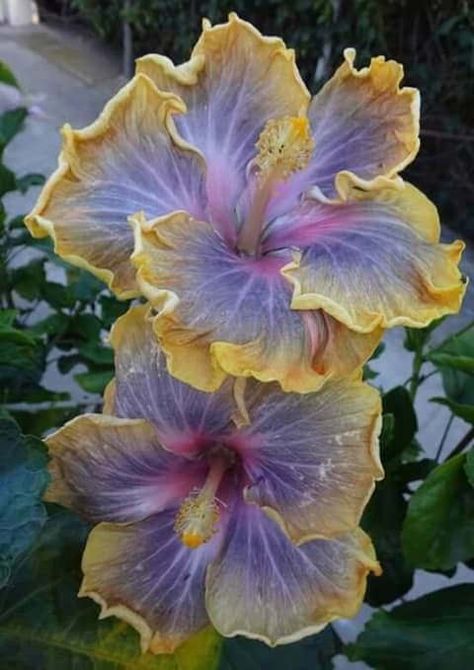 Hibiscus Hibiscus Seeds, Yellow Hibiscus, Nothing But Flowers, Flower Therapy, Purple And Yellow, Fresh Flower, Hibiscus Flower, Pretty Plants, Exotic Flowers