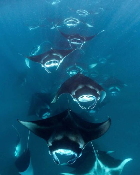 Hanifaru Bay, a manta feeding hotspot in Baa Atoll Cool Marine Animals, Sting Ray Aesthetic, Ocean Animals Aesthetic, Sea Life Pictures, Oceanography Marine Biology, Cool Sea Creatures, No Ordinary Girl, Shark Pictures, Manta Rays