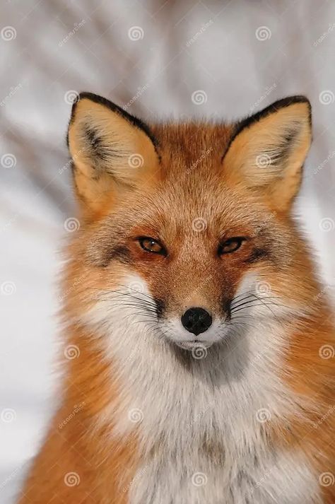 Red Fox Animal Photo. Fox Red Fox Anima Head Closeup Profile View Portrait in the Winter Season. Red Fox Head Close-up Profile Stock Image - Image of eyes, portrait: 165309071 Wild Fox Photography, Red Fox Photography, Fox Nose, Fox Profile, Wolf Reference, Eyes Portrait, Fox Photo, Therian Mask, Fox Animal