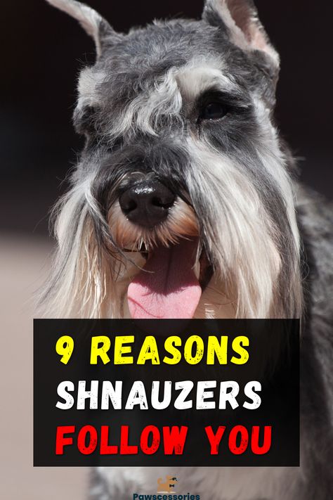 Schnauzers are known for being clingy, but there are specific reasons why they might be underfoot all the time. Learn more about these reasons and how to help your Schnauzer feel more | #Dog_Training_Hand_Signals #Schnauzer_Grooming #Best_Guard_Dogs #Dog_Behaviorist Dog Training Hand Signals, Dog Hand Signals, Being Clingy, Schnauzer Grooming, Best Guard Dogs, Dog Behaviorist, Standard Schnauzer, Service Dog Training, Pet Tips