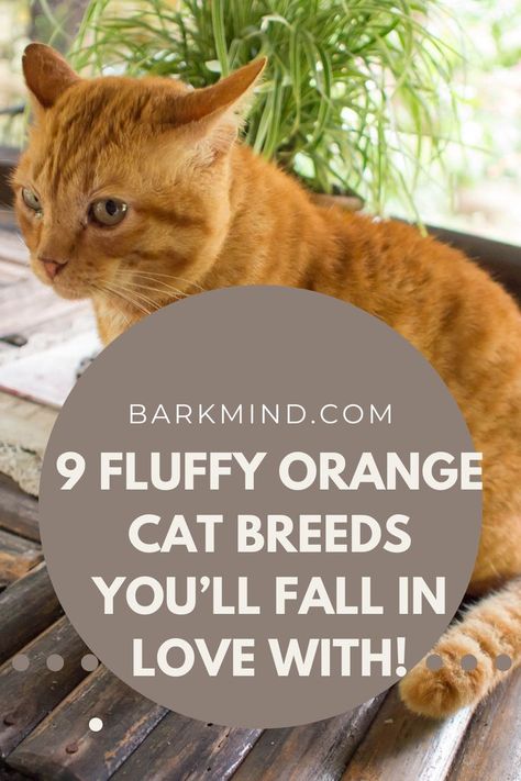 9 Fluffy Orange Cat Breeds You’ll Fall in Love With! Orange Cat Breeds, Fluffy Orange Cat, Cat British Shorthair, Fluffy Cat Breeds, Long Haired Kittens, Cat Persian, Exotic Shorthair Cat, Orange Kittens, Fluffy Kittens