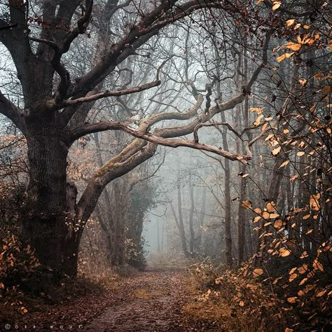 Foggy Day, Dark Autumn, Over The Garden Wall, Dirt Road, Autumn Aesthetic, Samhain, Nature Animals, Autumn Inspiration, Garden Wall