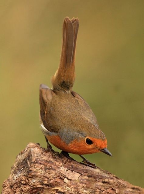 Flipping The Bird, European Robin, Robin Redbreast, Robin Bird, Bird Drawings, Bird Photo, Colorful Birds, Bird Garden, Little Birds