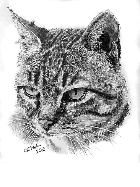 This cat portrait pencil drawing is of a tabby cat called “Mum Cat”. Tabby Cat Sketch, Cat Portraits Drawing, Animals Pencil Sketch, Tabby Tattoo, Cat Sketch Realistic, Cat Drawing Realistic, Cat Sketching, Tabby Cat Drawing, Cat Portrait Drawing