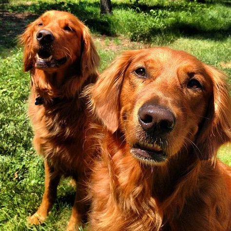 The golden duo. #dog #dogs #golden #retriever #goldenretriever #goldens #retrievers #goldenretrievers #katanddog Loyal Animals, Red Retriever, Cat Duo, Orange Dog, Golden Puppy, Ginger Cat, Cute Dog Pictures, Purebred Dogs, Golden Retriever Puppy