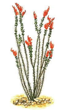 Ocotillo How To Paint Cactus, Ocotillo Drawing, Ocotillo Cactus Tattoo, Desert Plants Drawing, Ocotillo Art, Ocotillo Illustration, Ocotillo Tattoo, Flowering Cactus Drawing, Desert Flower Illustration