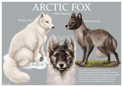 Arctic Fox In Summer, Arctic Fox Summer Coat, Arctic Fox Illustration, Combination Pizza, Arctic Fox Art, Arctic Foxes, Fox Character, Arctic Tundra, Fox Drawing