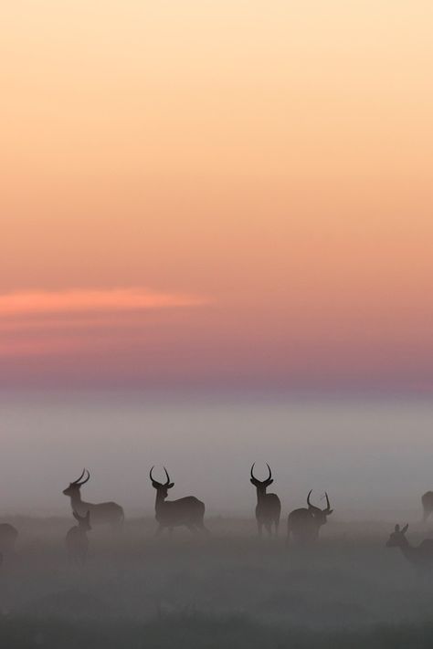 Forever Young Regnul Animal, Morning Mist, 수채화 그림, Pics Art, Short Quotes, Amazing Nature, Wildlife Photography, Beautiful Creatures, Nature Beauty