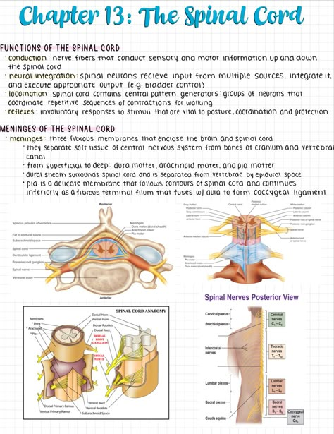 Neuro Anatomy Notes, Anatomy Notes Aesthetic Ipad, Biological Psychology Notes, Neuroscience Notes, Aesthetic Goodnotes, Neurosurgeon Aesthetic Notes, Anatomy Notes Aesthetic, Nervous System Notes Aesthetic, Studying Neuroscience Aesthetic