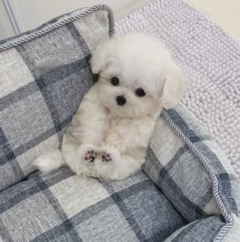 Cute Fluffy Puppies, Maltipoo Puppy, Cute Animal Memes, Fluffy Puppies, 강아지 그림, Very Cute Dogs, Funny Animal Photos, Pet Bunny, Maltese Puppy