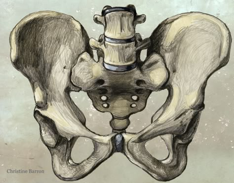 pelvis drawing Pelvic Drawing, Pelvis Reference Drawing, Pelvis Sketch, Drawing Pelvis, Pelvis Painting, Pelvis Drawing, Rib Cage And Pelvis Drawing, Pelvis Skeleton Drawing, Femur Bone Anatomy Drawing