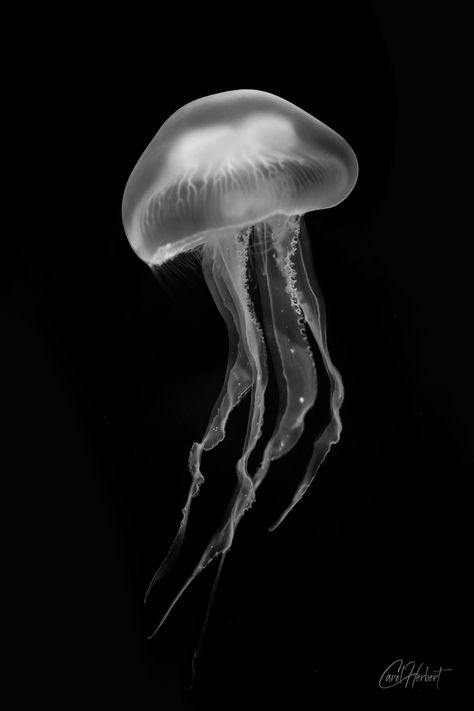 Jellyfish Black And White, White Jelly Fish, Jellyfish Real, Black And White Jellyfish, Jellyfish White, Black Jellyfish, Jellyfish Poster, Jellyfish Images, Black And White Moon