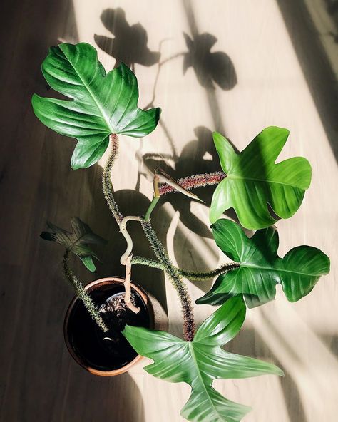 Nicoline on Instagram: “My Philodendron squamiferum is always very literal about ‘growing season’ and doesn’t grow even a millimeter before the arrival of spring.…” Squamiferum Philodendron, Philodendron Squamiferum, Green Wall Plants, Twilight Garden, Plant Wishlist, Aquarium Terrarium, Flowers Decoration, Green Walls, Plant Photography