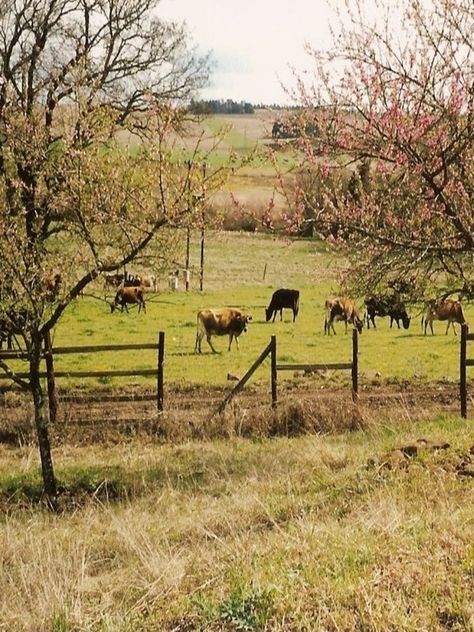 . Cattle Grazing Fields, Country Backroads, Homesteading Inspiration, Cattle Grazing, Prairie Farmhouse, Farm Day, Farm Living, Barnyard Animals, Country Landscaping