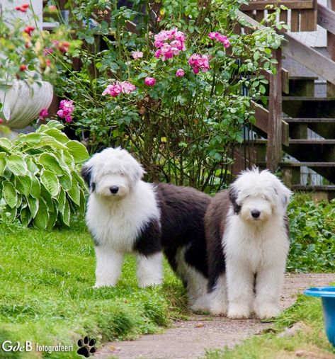 English Sheepdog Puppy, Portugese Water Dogs, Old English Sheepdog Puppy, Sheepdog Puppy, Puppy Haircut, English Dogs, Sheep Dogs, Big Dog Breeds, Farm Dogs