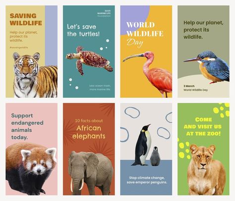 Wildlife Brochure Design, Animal Conservation Poster, Animal Protection Poster, Animal Poster Design, Animal Brochure, Zoo Poster Design, Zoo Signage, Elephant World, Wildlife Poster