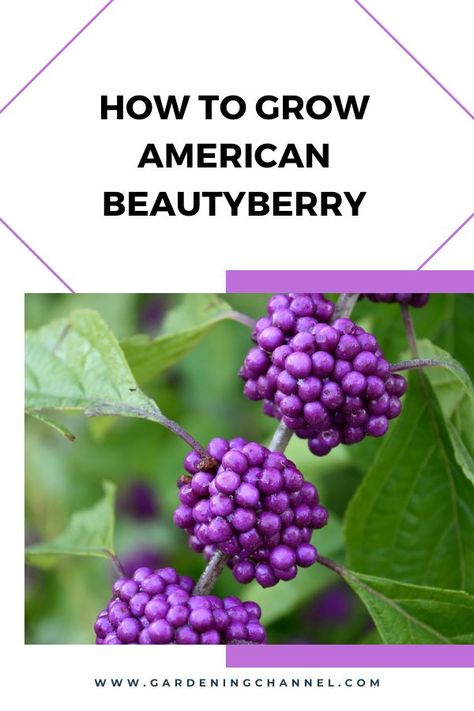 beautyberry shrub with text overlay how to grow american beautyberry Beauty Berries, Beauty Berry Bush, Beautyberry Bush, American Beauty Berry, Beauty Berry, Tall Shrubs, Berry Garden, Environmentally Friendly Living, Berry Plants