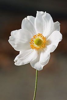 Anenome Flower, Anemone Japonica, Anemone Hupehensis, Japanese Water Garden, Beautiful Flower Gardens, Japanese Anemone, Spring Wedding Flowers, Anemone Flower, Beautiful Flowers Garden