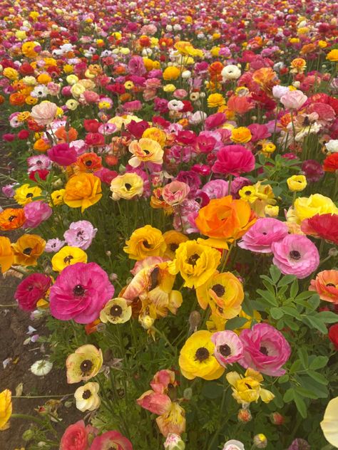 Ranunculus flowers #flowers #ranunculus #aesthetic #wallpaper Ranunculus Aesthetic, Flowers Ranunculus, Ranunculus Flowers, Ranunculus, Garden Flowers, Botanical Garden, Colorful Wallpaper, Aesthetic Wallpaper, Botanical Gardens