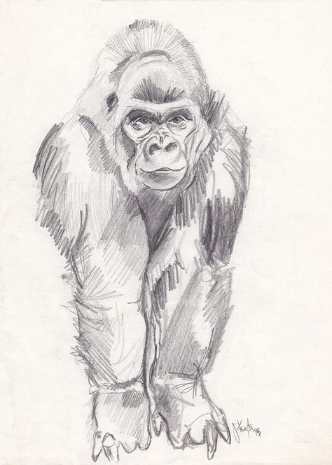 Gorilla Art Drawing, Pencil Colour Painting, Inktober Inspiration, Gorilla Art, Animal Line Drawings, Monkey Drawing, Gorillas Art, Pencil Drawings Of Animals, Mouth Drawing